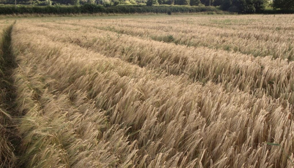 field Field of barley