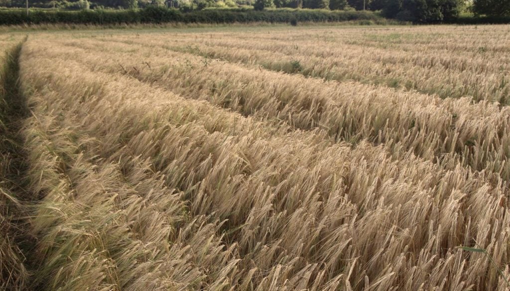 Field of barley