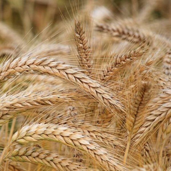 Wheat