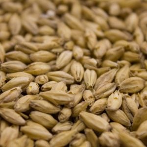 Pilsner malt