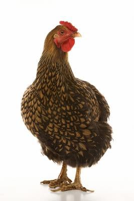 Speckled Hen