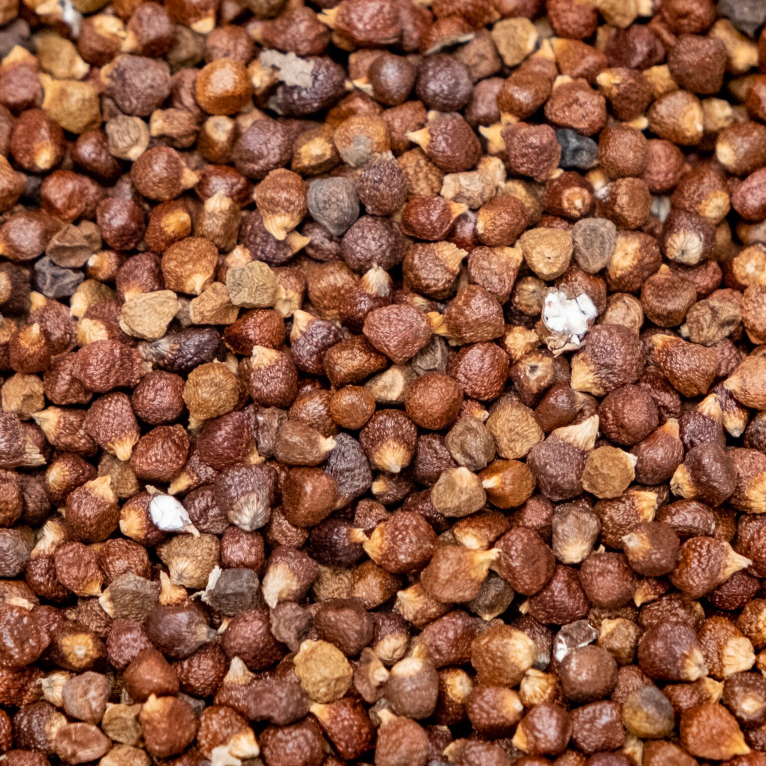 Grains of Paradise 25g Exotic Spice for Culinary & Brewing