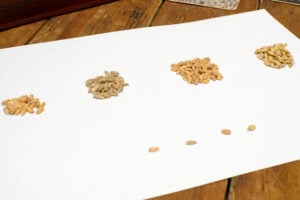 Different sizes of malt grains