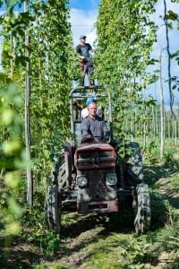 Autumn-hops - The Malt Miller