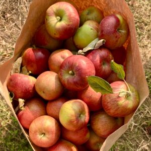 Picked apples