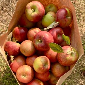 leeann-cline-zv9HdreweeQ-unsplash - The Malt Miller Picked apples