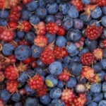 Alaska_wild_berries Berries