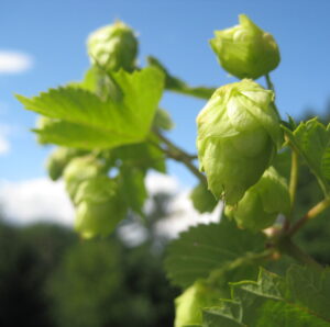 Cascade hops