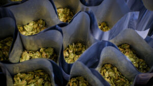 DSCF6029 Whole leaf hops
