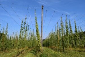 Hops-1678585 - The Malt Miller Hop bines in Bavaria
