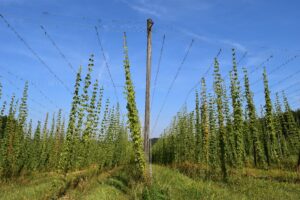 Hop bines in Bavaria