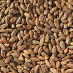 Malt-Single_Rye-Malt-796-x-796 - The Malt Miller Rye malt
