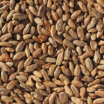 Rye malt