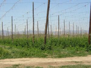 Yakima hops Hop bines in USA