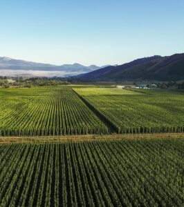 tapawera-mobile Hop fields in NZ