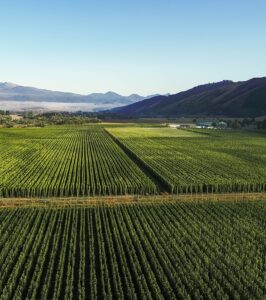 Hop fields in NZ