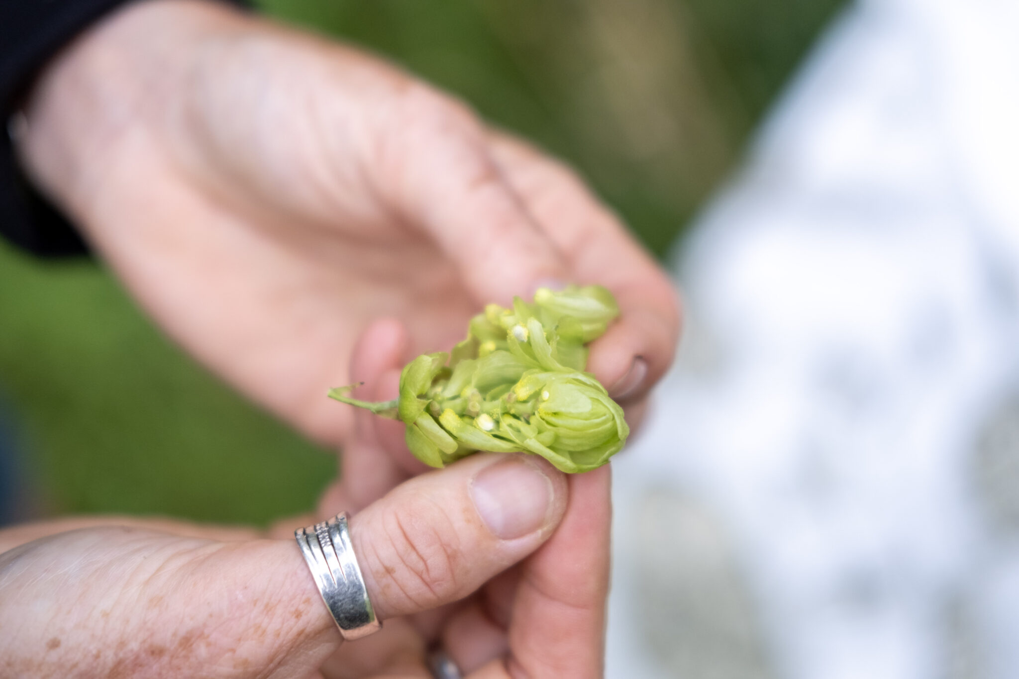 Brewing with hop extracts our top tips