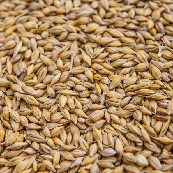 TMM - Un-Malted Barley