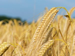 holdingpage-bg-510x382 - The Malt Miller