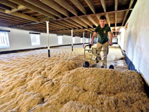 warminster-maltings-traditional-barley-05-510x382 - The Malt Miller